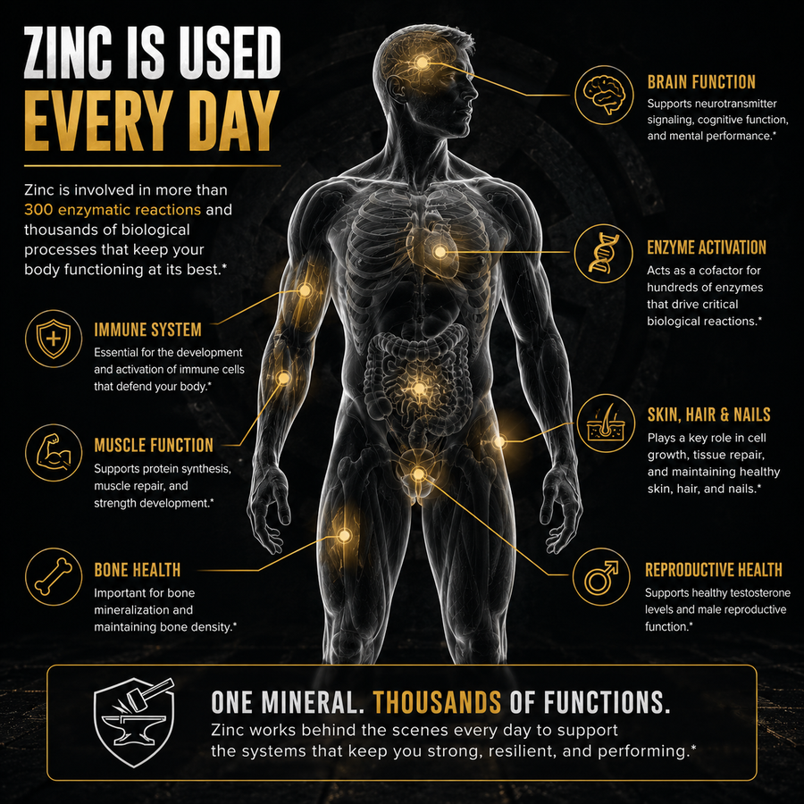 Zinc is used every day — brain function, enzyme activation, immune system, cellular division, muscle function, skin, hair, nails, bone health, and reproductive health