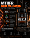 MTHFR gene variants infographic: a common genetic difference in how the body processes folate, shown beside the CoQ10 bottle