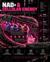 NAD+ and cellular energy: NAD+ and NADH carry electrons to the electron transport chain inside the mitochondrion, the four complexes build a proton gradient, and ATP synthase turns that gradient into ATP